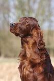 SETTER IRLANDAIS 425